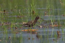 Spotted Redshank.jpg