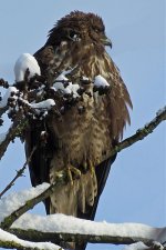 Buzzard 3.jpg