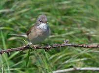 Whitethroat 2.jpg