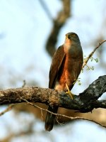 Bicolored Hawk (juvenile) BRA 8624.JPG