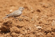 Ashy-crowned Sparrow Lark Female?.jpg