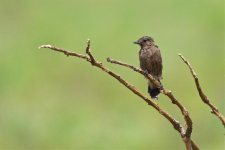 Pied bush chat female?.jpg