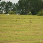 the redshank in Tx field Rob Guest 6f41130064f6.jpg