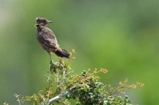 Pied bush chat female? (1).jpg