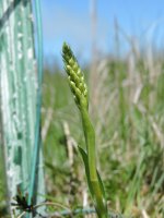 Small WhiteOrchid.JPG