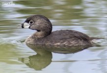 PIED BILLED GREBE WM RS 0001.jpg