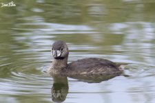 PIED BILLED GREBE WM RS 0002.jpg