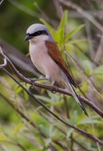 LQ Shrike red-backed shrike (Lanius collurio) Faneromeni Lesvos 020516 01.jpg