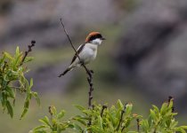 lq Shrike woodchat shrike (Lanius senator) Faneromeni Lesvos 020516 01.jpg