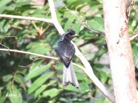 Greater Racket-tailed Drongo.JPG