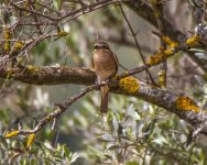 lq red-backed shrike (Lanius collurio) Kremasti Lesvos 140516.jpg