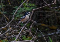 LQ Shrike masked shrike (Lanius nubicus)  Kremasti Lesvos 170516.jpg