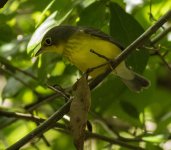 Canada Warbler 9-3-2016-12.jpg