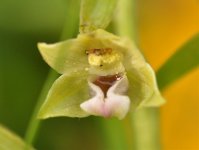 epipactis-warks2-12jul16.jpg