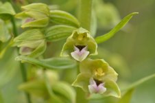 epipactis-warks5-12jul16.jpg