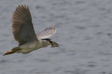 Black-Crowned Night Heron (1).jpg