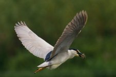 Black-Crowned Night Heron.jpg