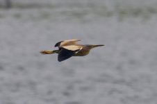 Yellow Bittern (2).jpg