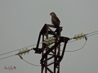 2016.07.20 Short-toed Eagle.JPG