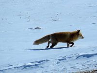 Red Fox, Lake Furen area.jpg