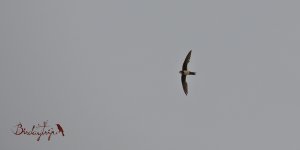 2016.07.20 Alpine Swift.JPG