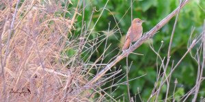 2016.07.20 Rufous Bush Robin.JPG