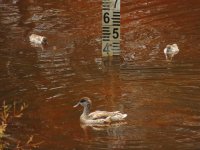 2016.07.20 Red-crested Pochard.JPG