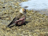 Asian Rosy-Finch, Cape Notsuke (1).JPG