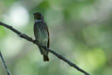 Grey-Streaked Flycatcher.jpg