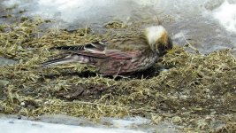 Asian Rosy-Finch, Cape Notsuke (2).jpg