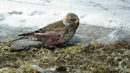 Asian Rosy-Finch, Cape Notsuke (3).jpg