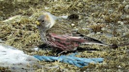 Asian Rosy-Finch, Cape Notsuke (4).jpg