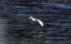 Chinese Egret.jpg