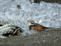 Dusky Thrush - Cape Notsuke.JPG