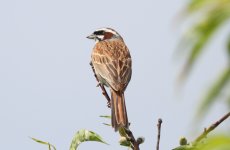 Meadow Bunting.jpg