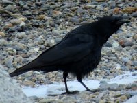 Oriental Crow, Cape Notsuke.JPG