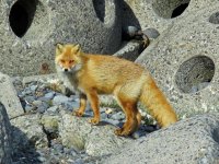 Red Fox - Cape Notsuke (1).JPG