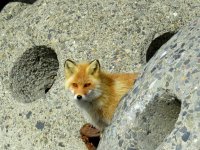 Red Fox - Cape Notsuke (2).JPG