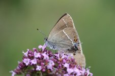 Bluespot Hairstreak lt 1.jpg