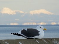 SB Gull, Rausu port seawall.JPG