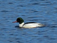 Goosander, Rausu.JPG