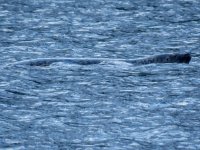 Pacific Harbour Seal, Rausu.JPG