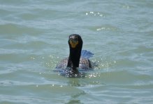 DSC_7534 Phalacrocorax auritus.jpg