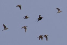 Wood Sandpiper w- Spotted Redshank.jpg