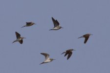 Wood Sandpiper.jpg