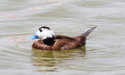 WH Duck1.jpg