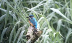 Kingfisher Lackford 15th Aug 16 2.jpg