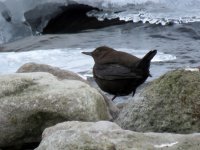 Brown Dipper, Washi-no-yado.JPG