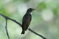 Grey-Streaked Flycatcher.jpg