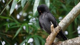 DSC00175 Crested Myna @ DB.JPG